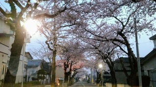 桜　桜が丘通り　北斗しだれ桜　三吉神社　静内二十間道路　
